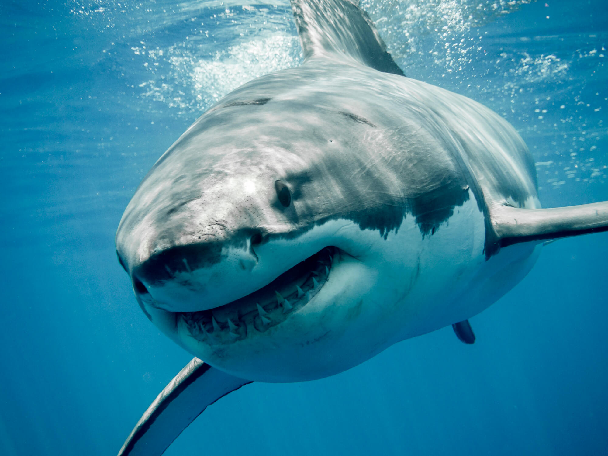 Αίγυπτος: Δεύτερη φονική επίθεση καρχαρία – Kατασπάραξε τουρίστρια από τη Ρουμανία
