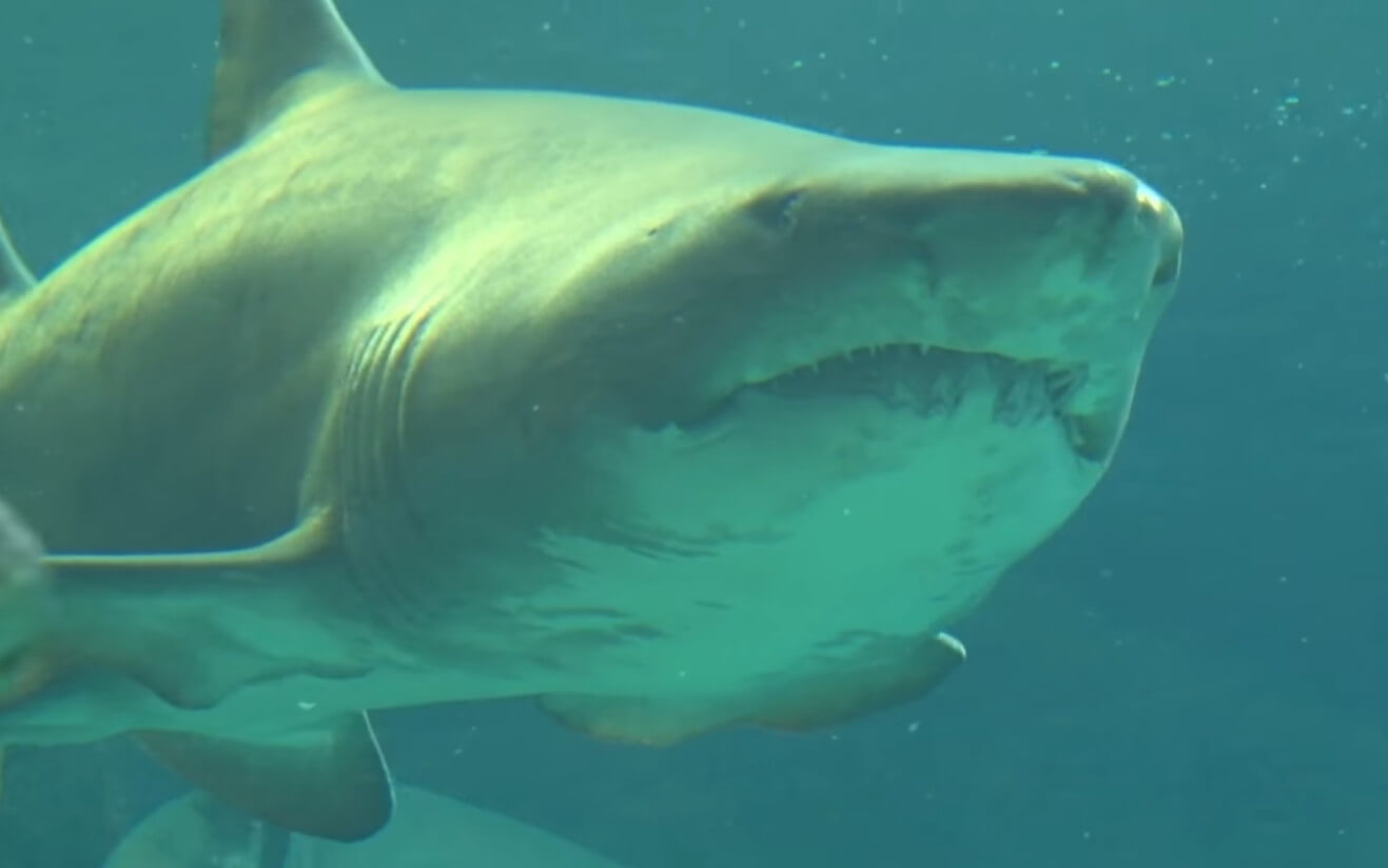 Κρήτη: Δύτης βουτά στο ενυδρείο… μαζί με τους καρχαρίες! – video