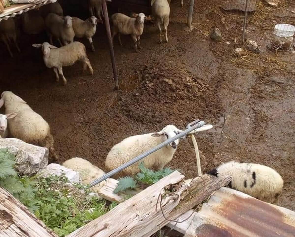 Φυλάκιση 6 μηνών σε κτηνοτρόφο για τις άθλιες συνθήκες στη στάνη του [pics]