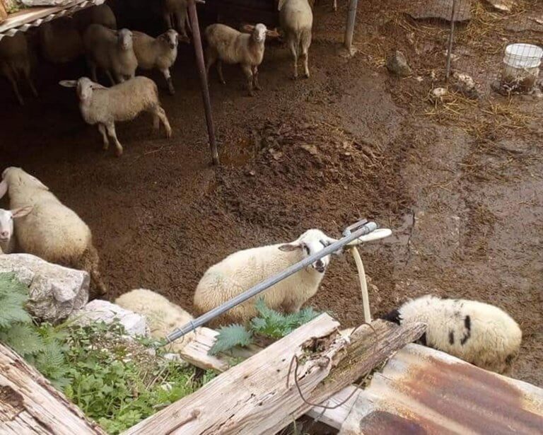 Φυλάκιση 6 μηνών σε κτηνοτρόφο για τις άθλιες συνθήκες στη στάνη του [pics]