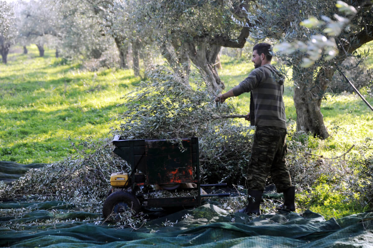 Ηράκλειο: Συζητήσεις για το κρητικό ελαιόλαδο – “Να πάρει τη θέση που του αξίζει”!