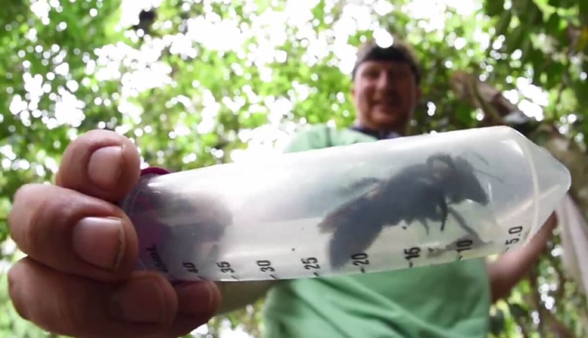 Ανακαλύφθηκε γιγαντιαία μέλισσα και είναι… ζωντανή! Έχει το μέγεθος ενός αντίχειρα! – video