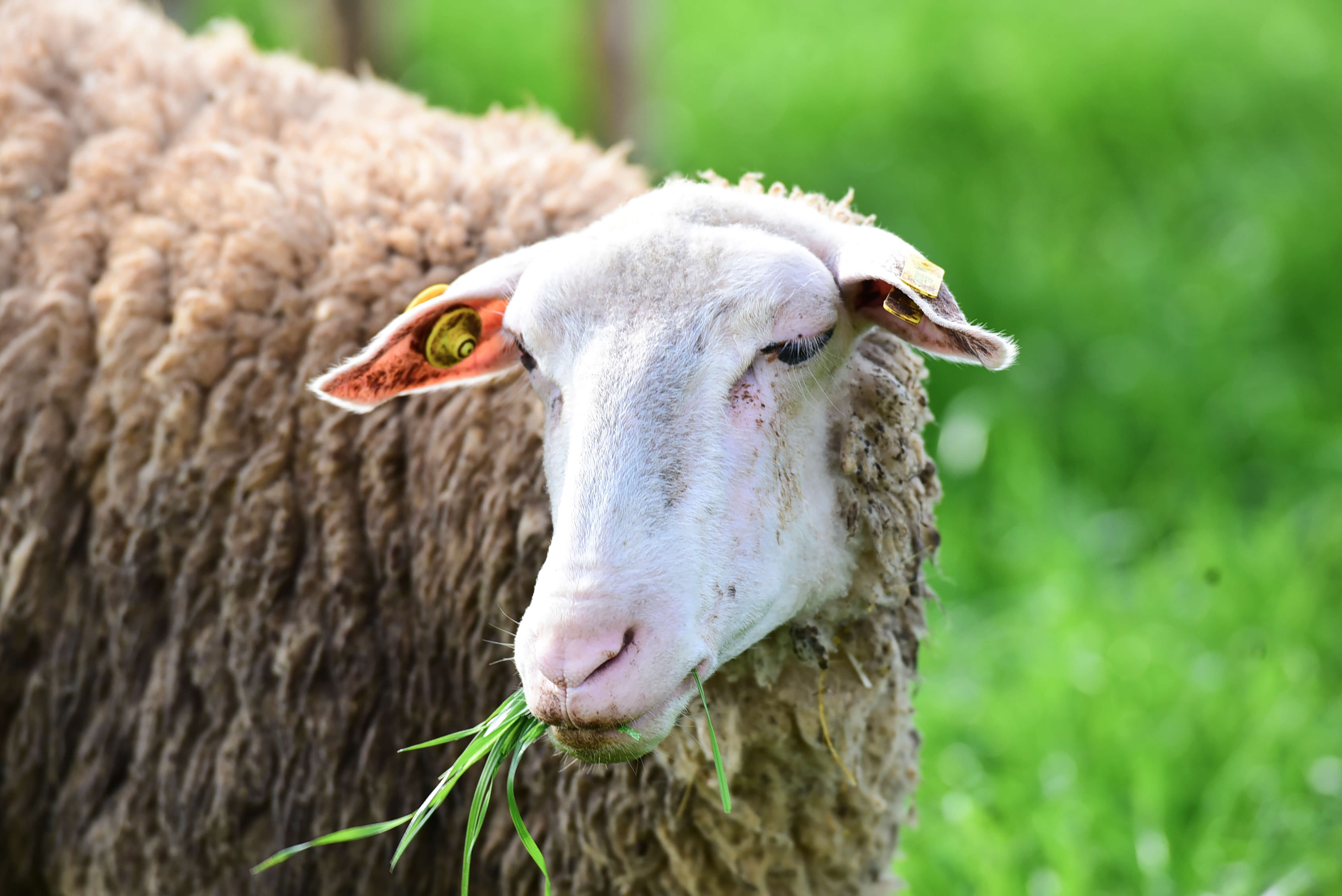 Γρεβενά: Βγαίνουν σε πλειστηριασμό 200 πρόβατα – Η τιμή εκκίνησης και τα χρέη του ιδιοκτήτη τους!