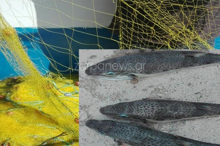 Κρήτη: Ψαριά γεμάτη λαγοκέφαλους – “Δείτε πως έκαναν τα δίχτυα μου” [pics]