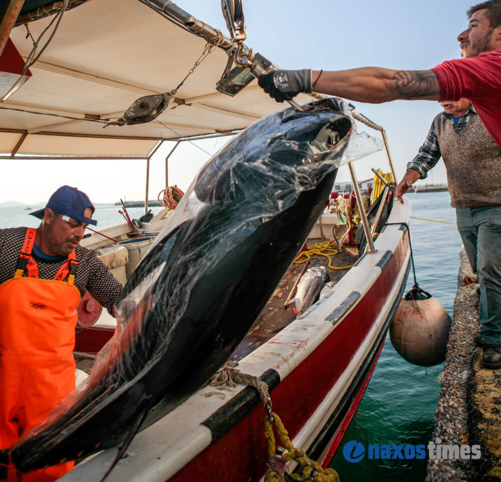 Η ψαριά ζύγιζε πάνω από 300 κιλά – Χρειάστηκε γερανός για να τα βγάλουν από το αλιευτικό (εικόνες, video)