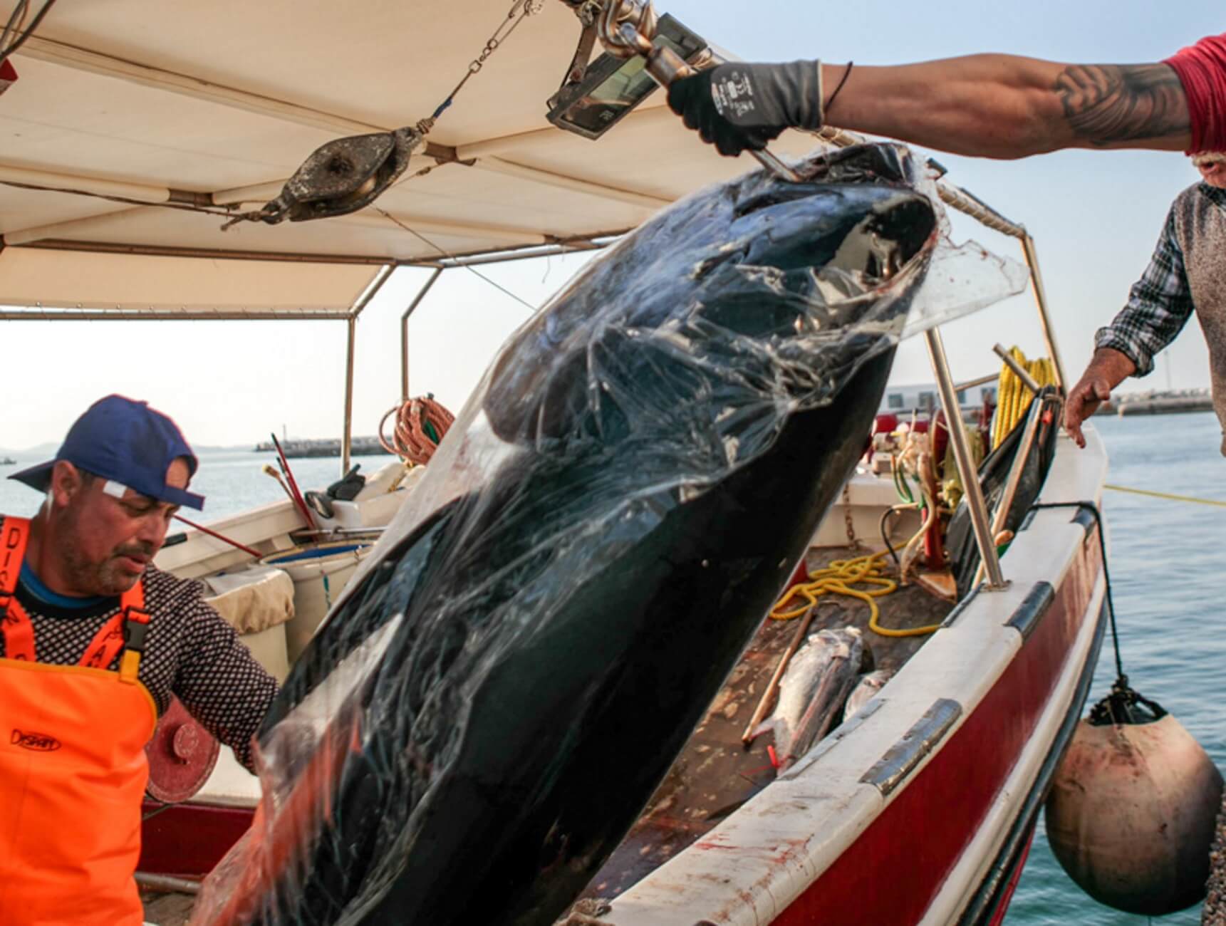 Νάξος: Η ψαριά ζύγιζε πάνω από 300 κιλά – Χρειάστηκε γερανός για να τα βγάλουν από το αλιευτικό [pics, video]