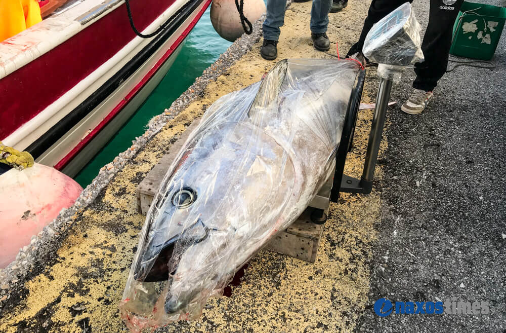Η ψαριά ζύγιζε πάνω από 300 κιλά – Χρειάστηκε γερανός για να τα βγάλουν από το αλιευτικό (εικόνες, video)