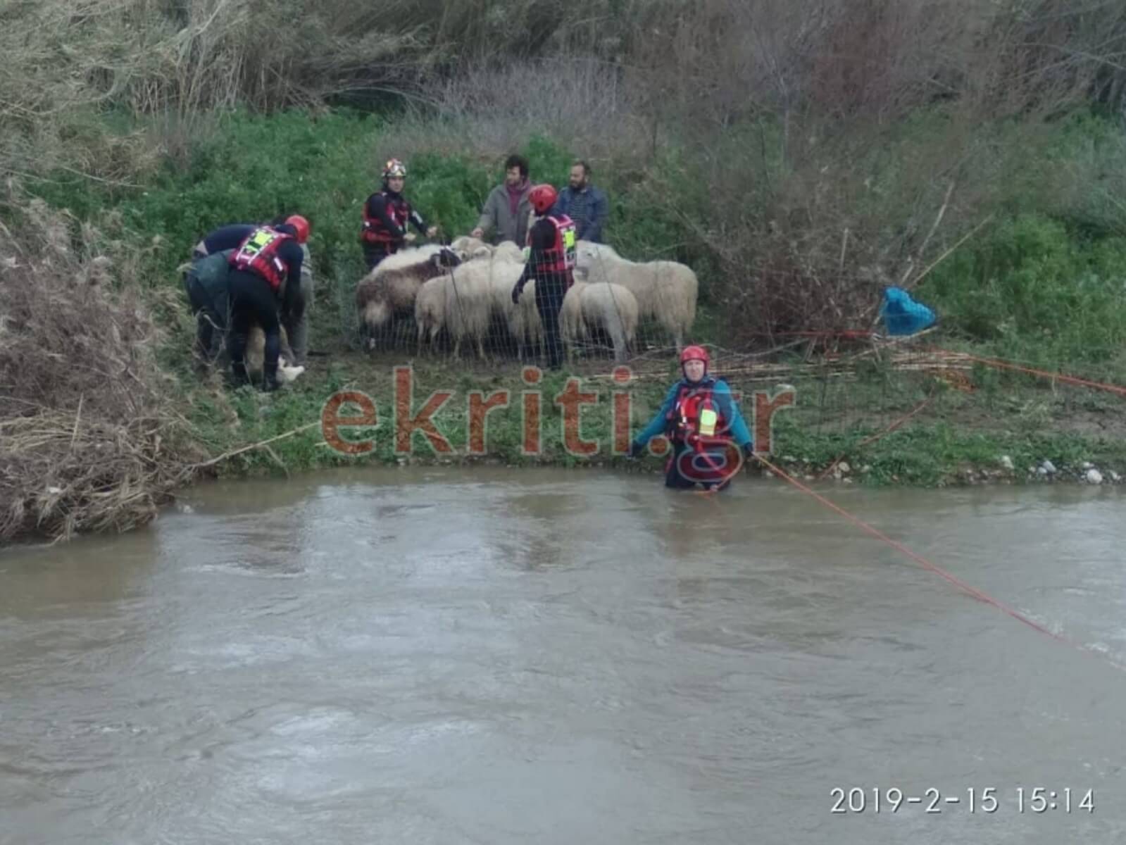 Κρήτη: Έτσι έσωσαν το κοπάδι που εγκλώβισε η κακοκαιρία – video