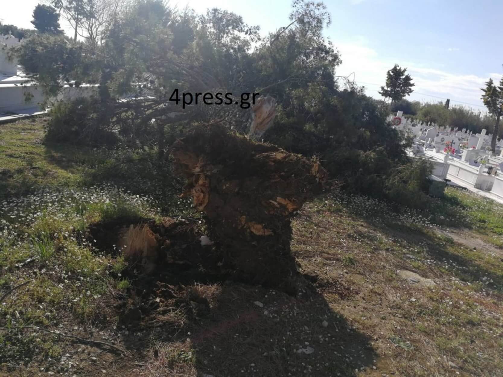 ΠΕΥΚΟ