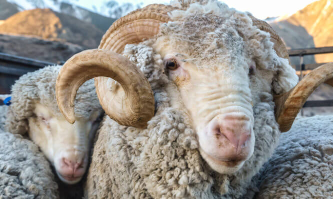 Γονιμοποίησαν πρόβατα με το πιο παλιό σπέρμα στον κόσμο!