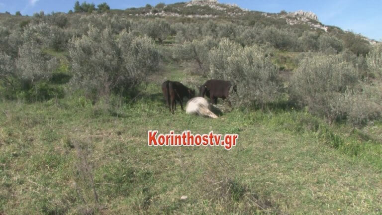 Αυτός είναι ο ταύρος που σκότωσε άνθρωπο στην Αρχαία Κόρινθο – video
