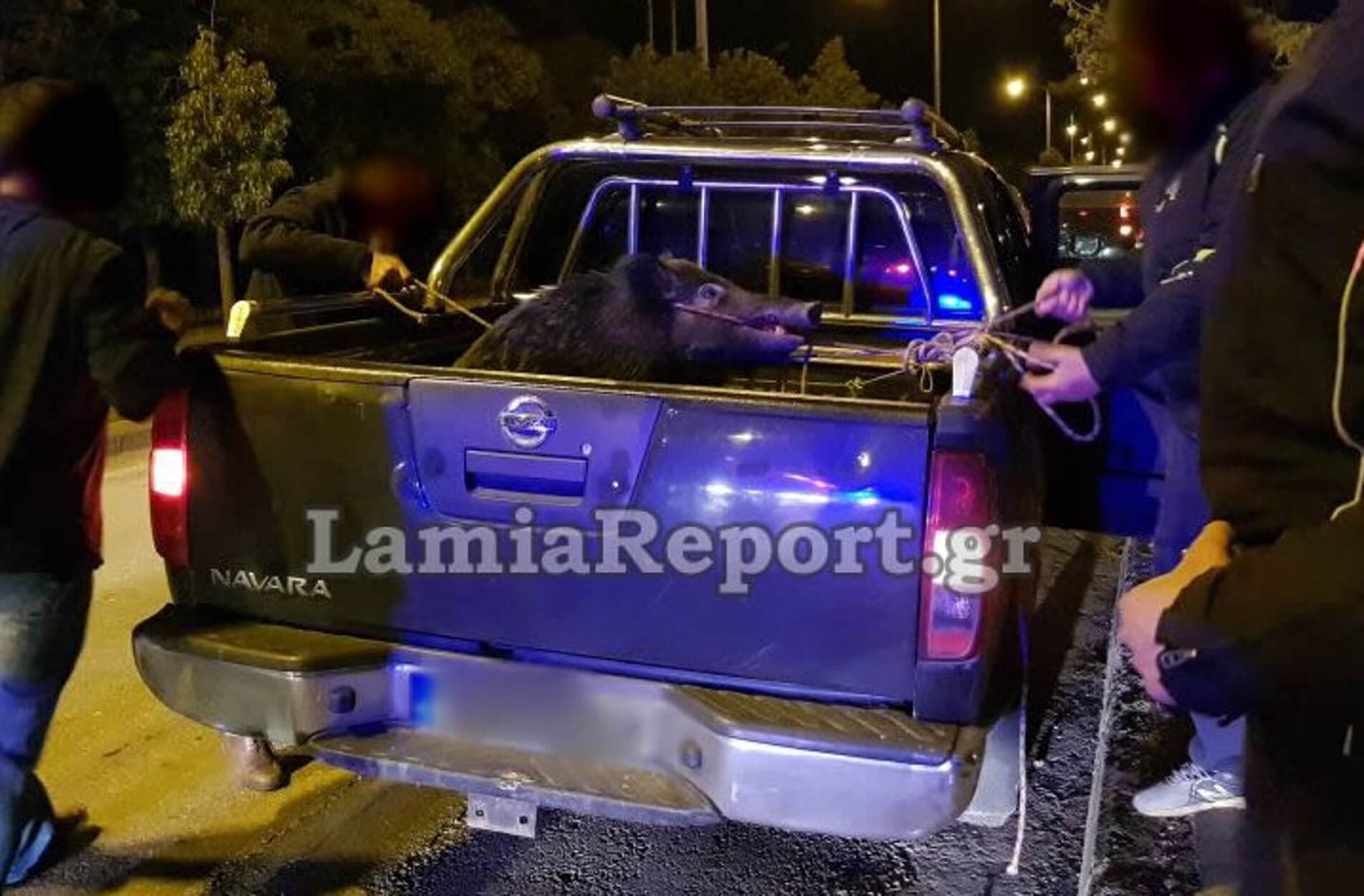 Λαμία: Τροχαίο με… αγριογούρουνο μέσα στην πόλη!