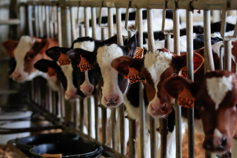Το «τερμάτισαν»: Ουρητήριο αγελάδων για να μειωθούν τα… αέρια του θερμοκηπίου!