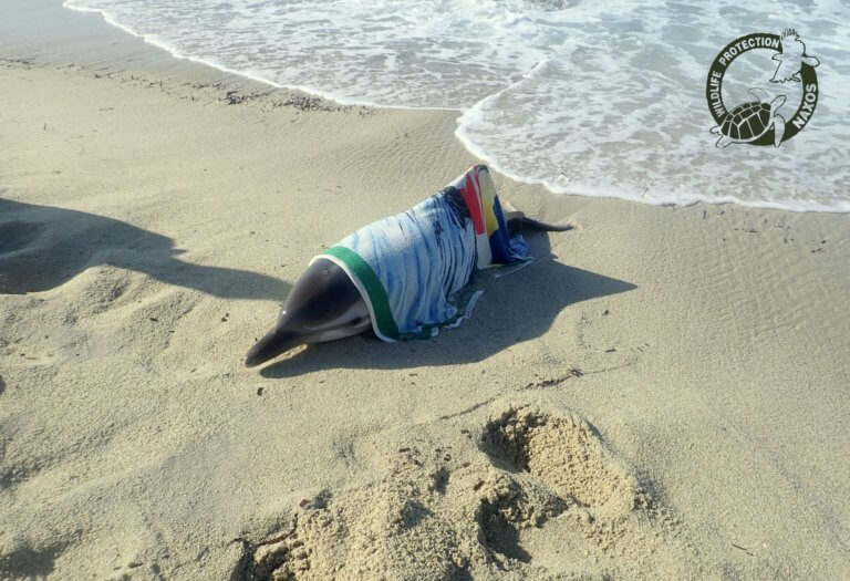 Νάξος: Διασώθηκε νεαρό δελφίνι που βγήκε σε παραλία – video, pics