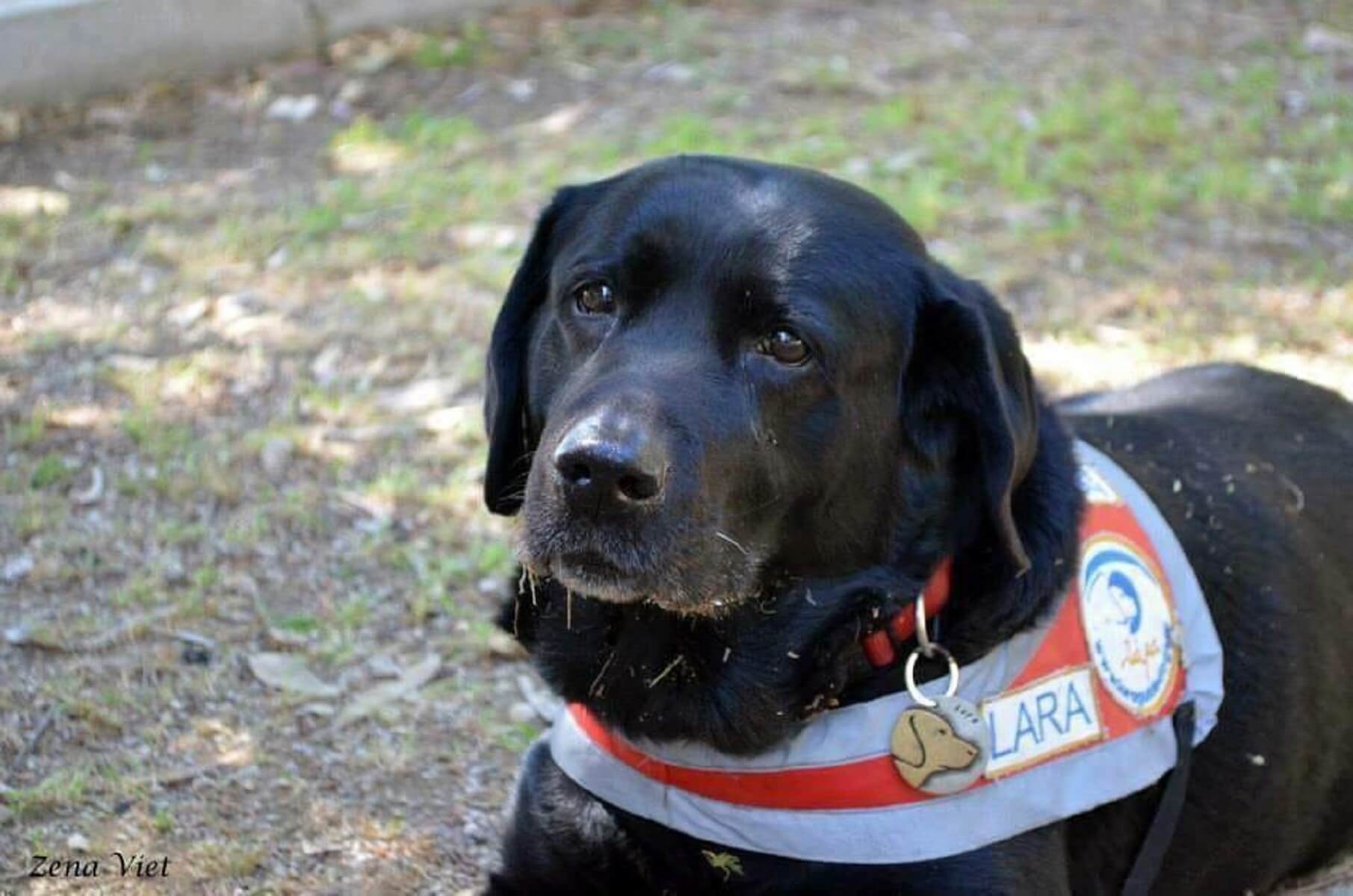 Πέθανε η Λάρα, ο πρώτος σκύλος – οδηγός για τους τυφλούς στην Ελλάδα