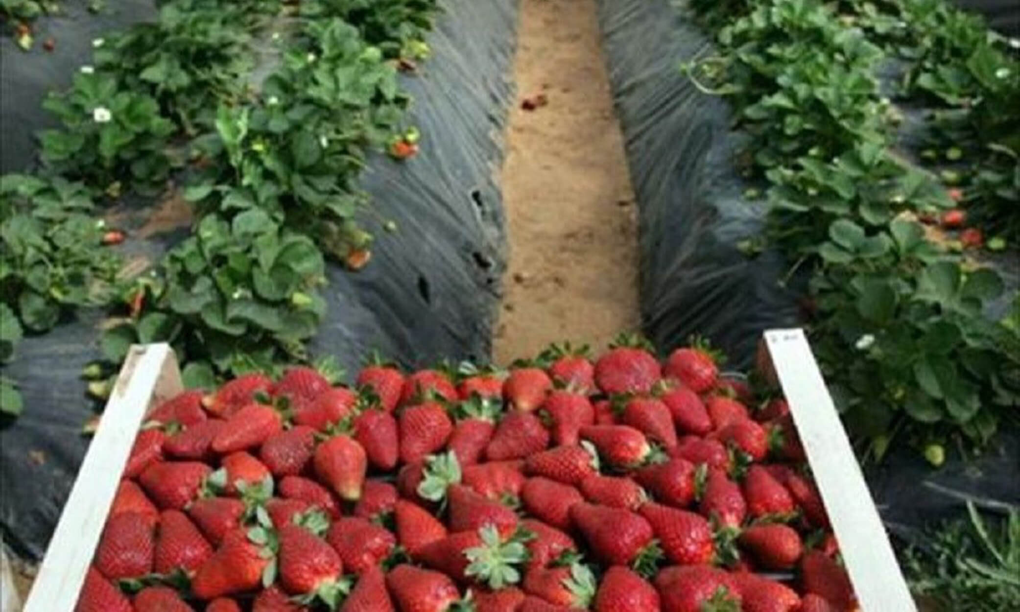 Μανωλάδα: Στα “μαλακά” οι κατηγορούμενοι για τις “ματωμένες φράουλες”