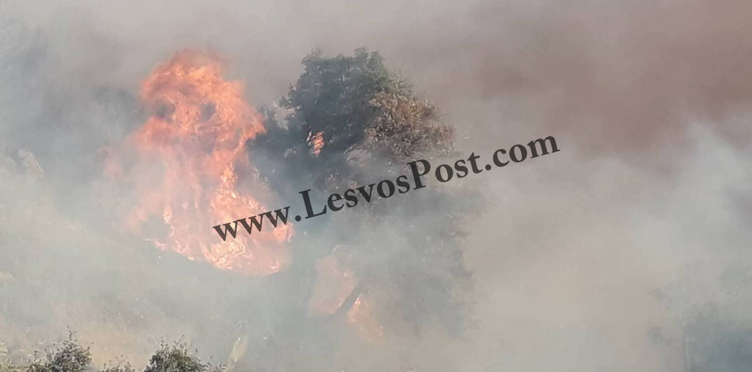 Λέσβος: Μεγάλη φωτιά σε εξέλιξη στο Πλωμάρι