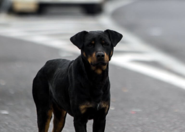 Μήνυση στο δήμο Κοζάνης για επιθέσεις από αδέσποτους σκύλους κατέθεσε ο πρύτανης του ΤΕΙ