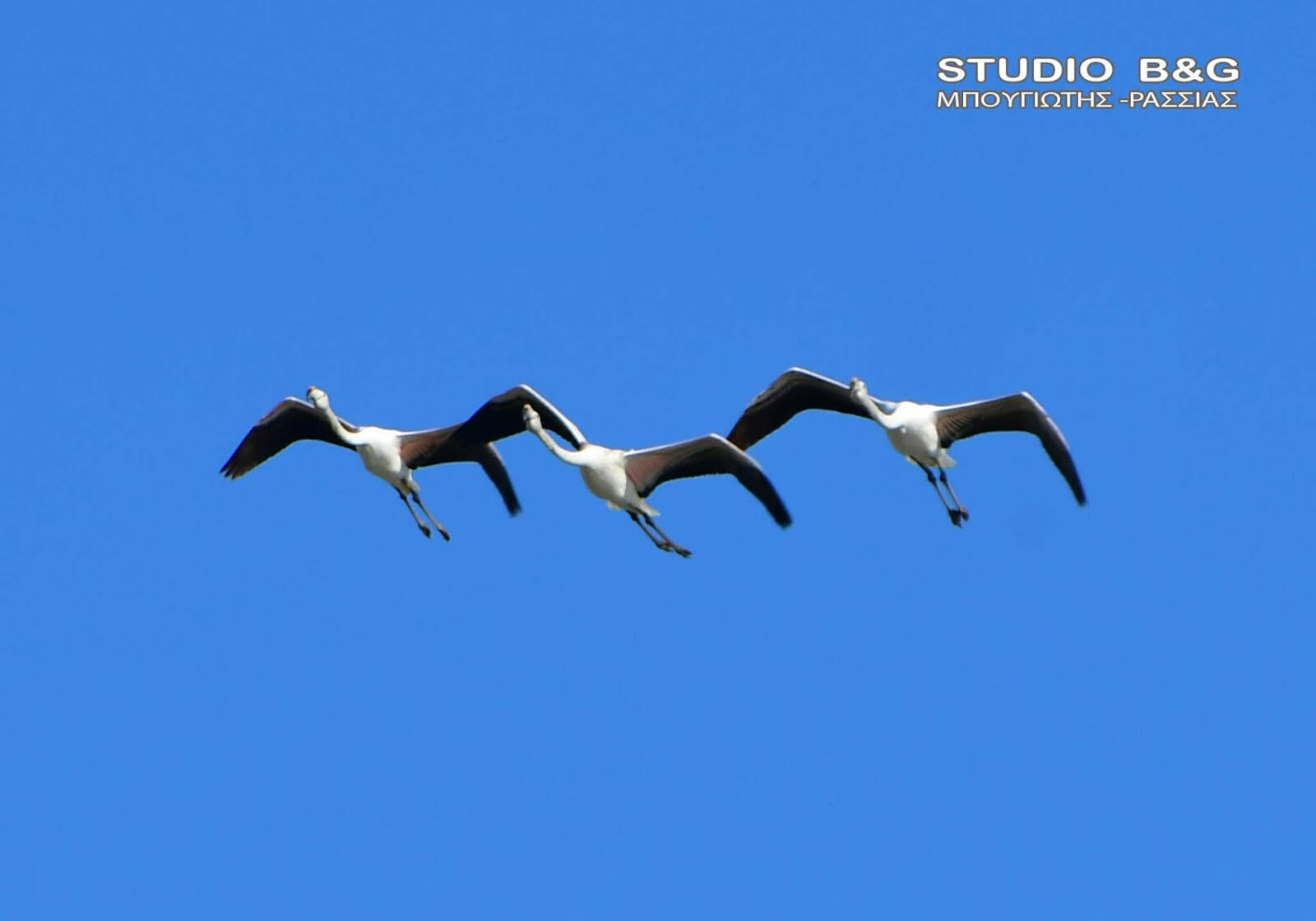 Ναύπλιο: Συγχρονισμένες πτήσεις φλαμίνγκο στον ουρανό – Οι εικόνες που κέντρισαν τα βλέμματα!
