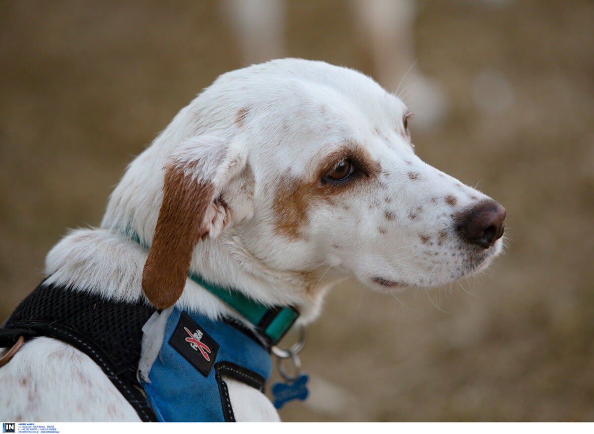 Ευλογιά των πιθήκων: Σκύλος κόλλησε την ασθένεια από τους ιδιοκτήτες του