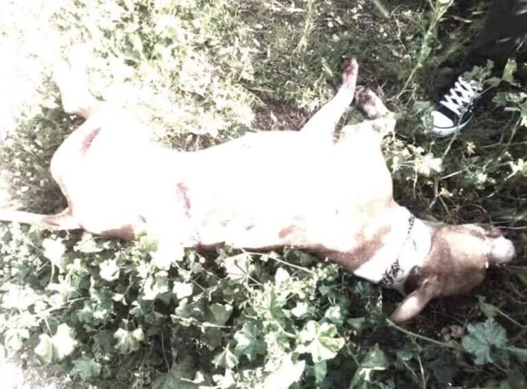 Αργυρούπολη: Καταγγελίες σοκ! «Κατέσφαξε πιτ μπουλ με 17 μαχαιριές»!