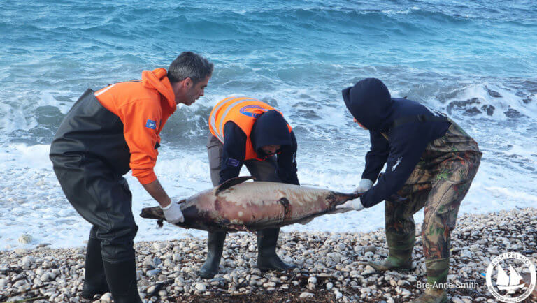 Εικόνες σοκ με τα νεκρά δελφίνια σε ακτές του Βορείου Αιγαίου
