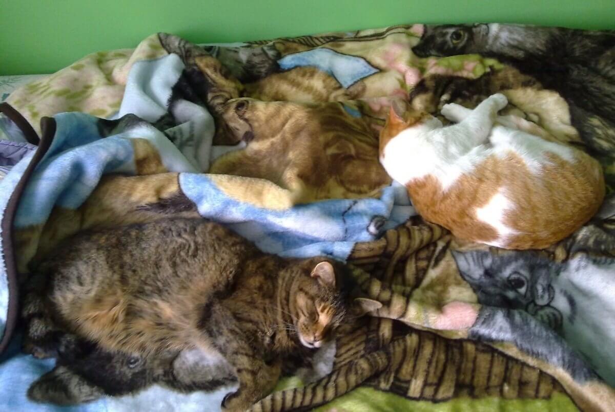 Παρέμβαση των υγειονομικών υπηρεσιών για τη δυσοσμία σε διαμέρισμα πασίγνωστης Ελληνίδας ηθοποιού