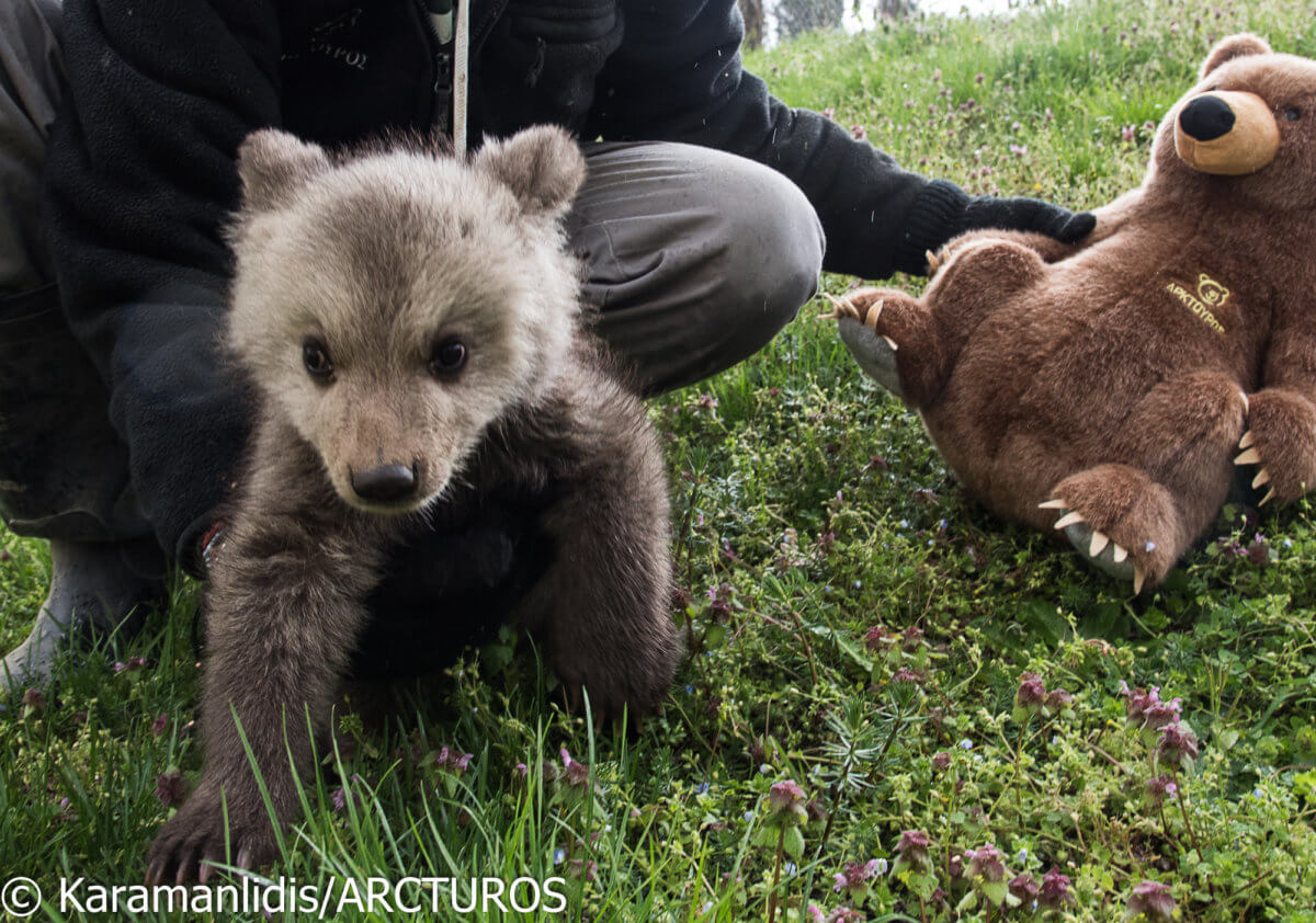 Μπράντλεϊ και Κούπερ: Τα μόλις τριών μηνών ορφανά αρκουδάκια του “Αρκτούρου” – video