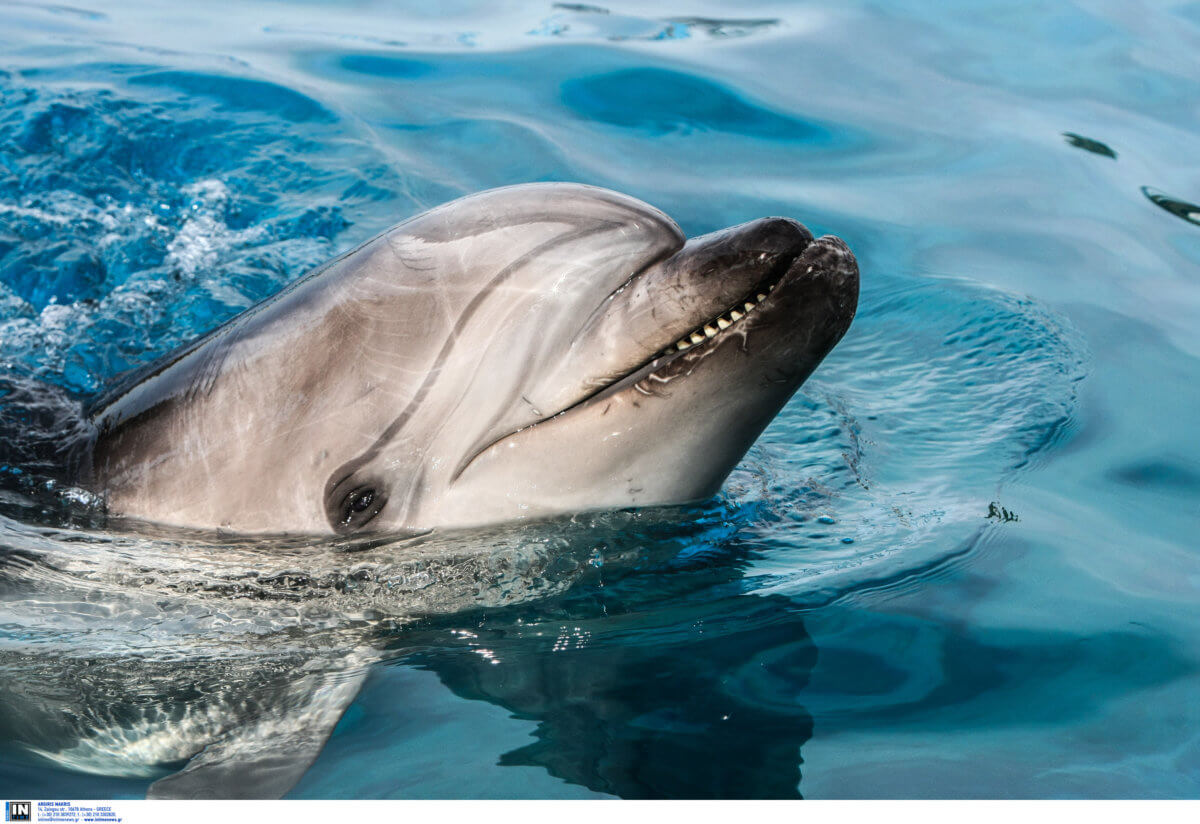 δελφίνια Αιγαίο