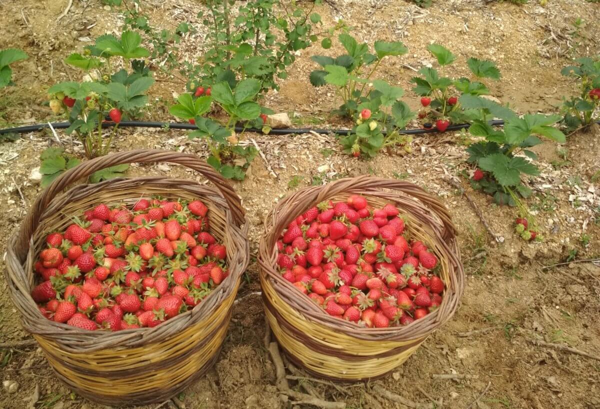 Τροφική επανάσταση: Βουνίσιες φράουλες χωρίς φυτοφάρμακα