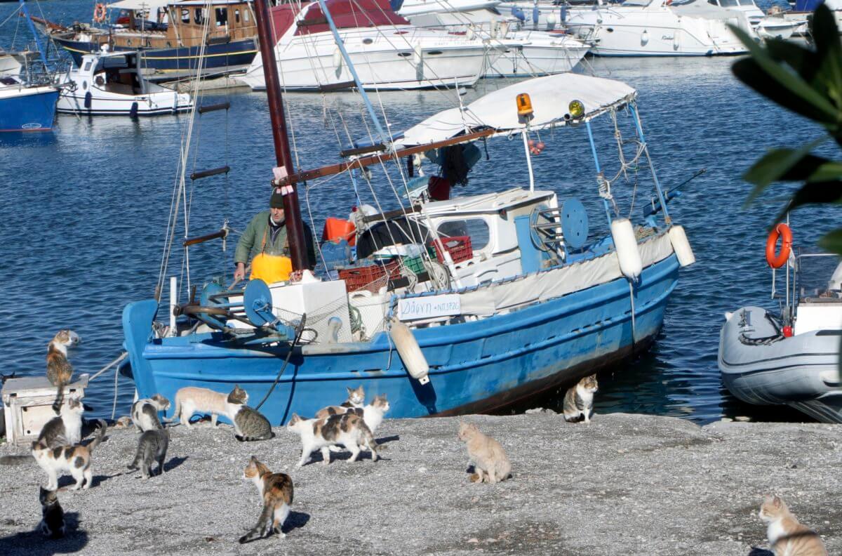 Γάτες: Γιατί πρέπει να μένουν μαζί μας – Πότε εξημερώθηκαν – Πόσες υπάρχουν!