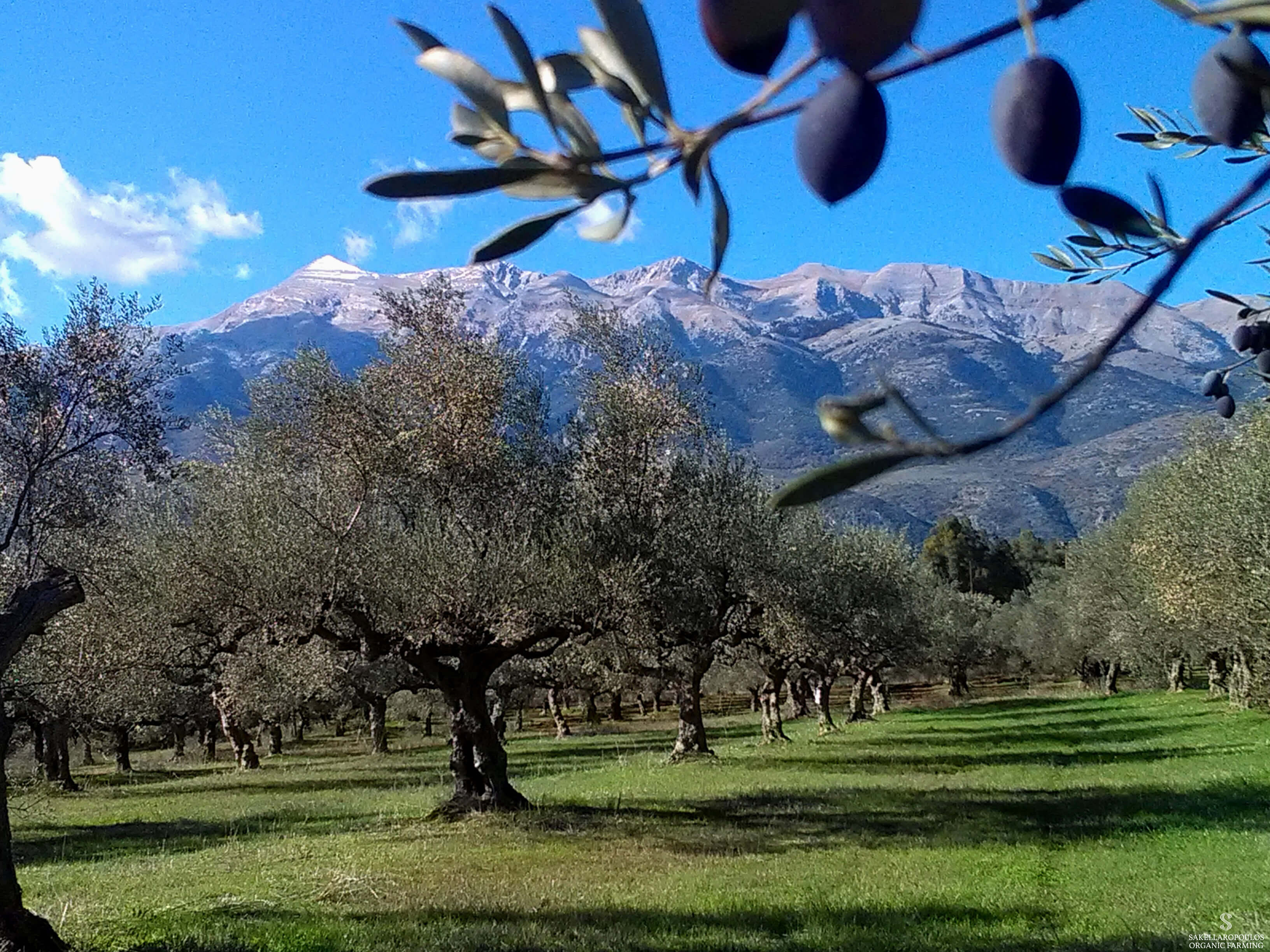 ΕΛΑΙΩΝΕΣΣΑΚΕΛΛΑΡΟΠΟΥΛΟΥ