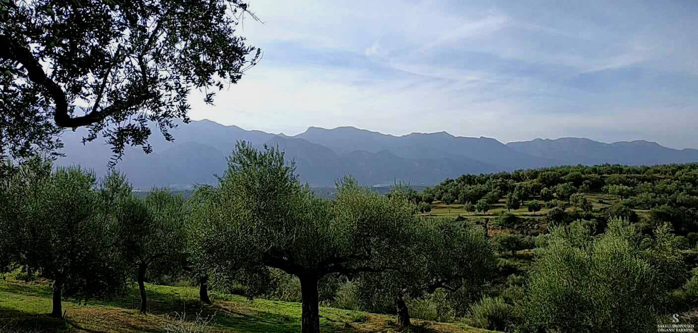 ΕΛΑΙΩΝΕΣΣΑΚΕΛΛΑΡΟΠΟΥΛΟΥ