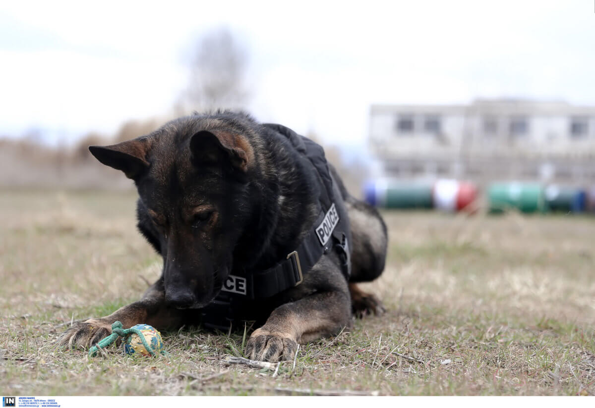 Πιερία: Ο αστυνομικός σκύλος… έβγαλε «λαβράκι»!