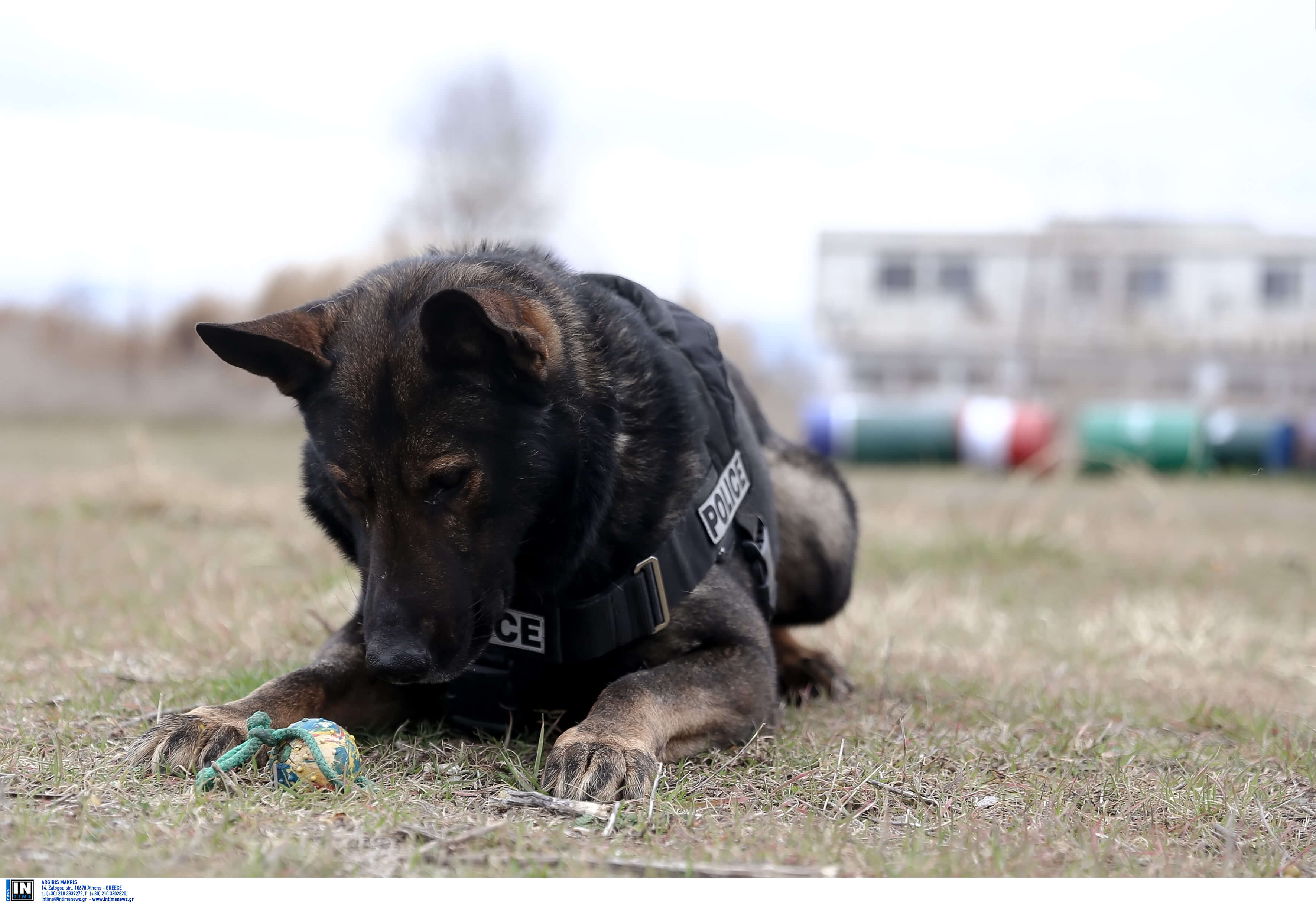 Πιερία: Ο αστυνομικός σκύλος… έβγαλε «λαβράκι»!