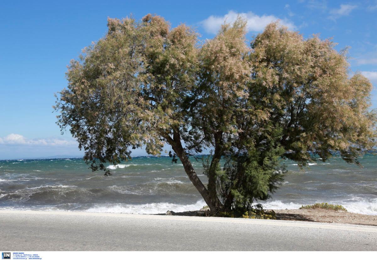 Μυτιλήνη: Πέθανε η Μαρία Καλλιπολίτη – Η σπουδαία εικαστικός πάλεψε με τον καρκίνο!