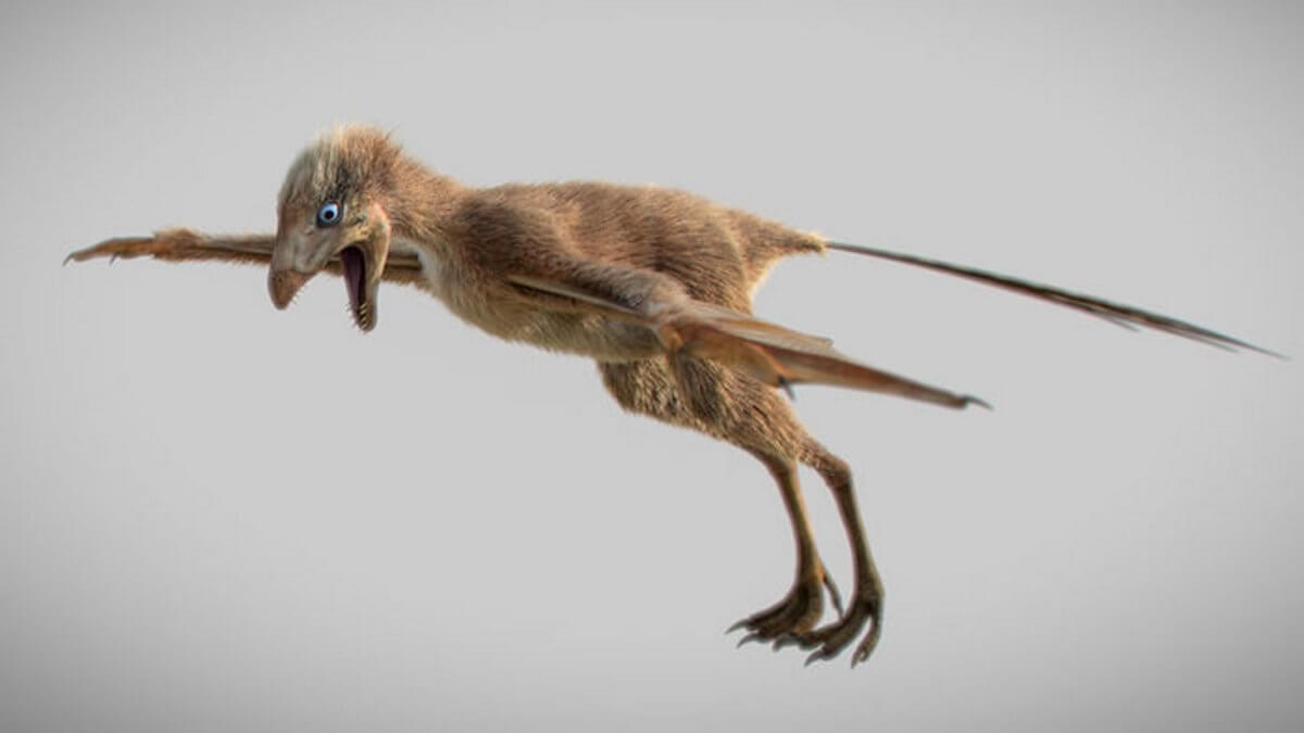 Κίνα: Ανακαλύφθηκε ένας ασυνήθιστος μικροσκοπικός δεινόσαυρος με φτερά νυχτερίδας