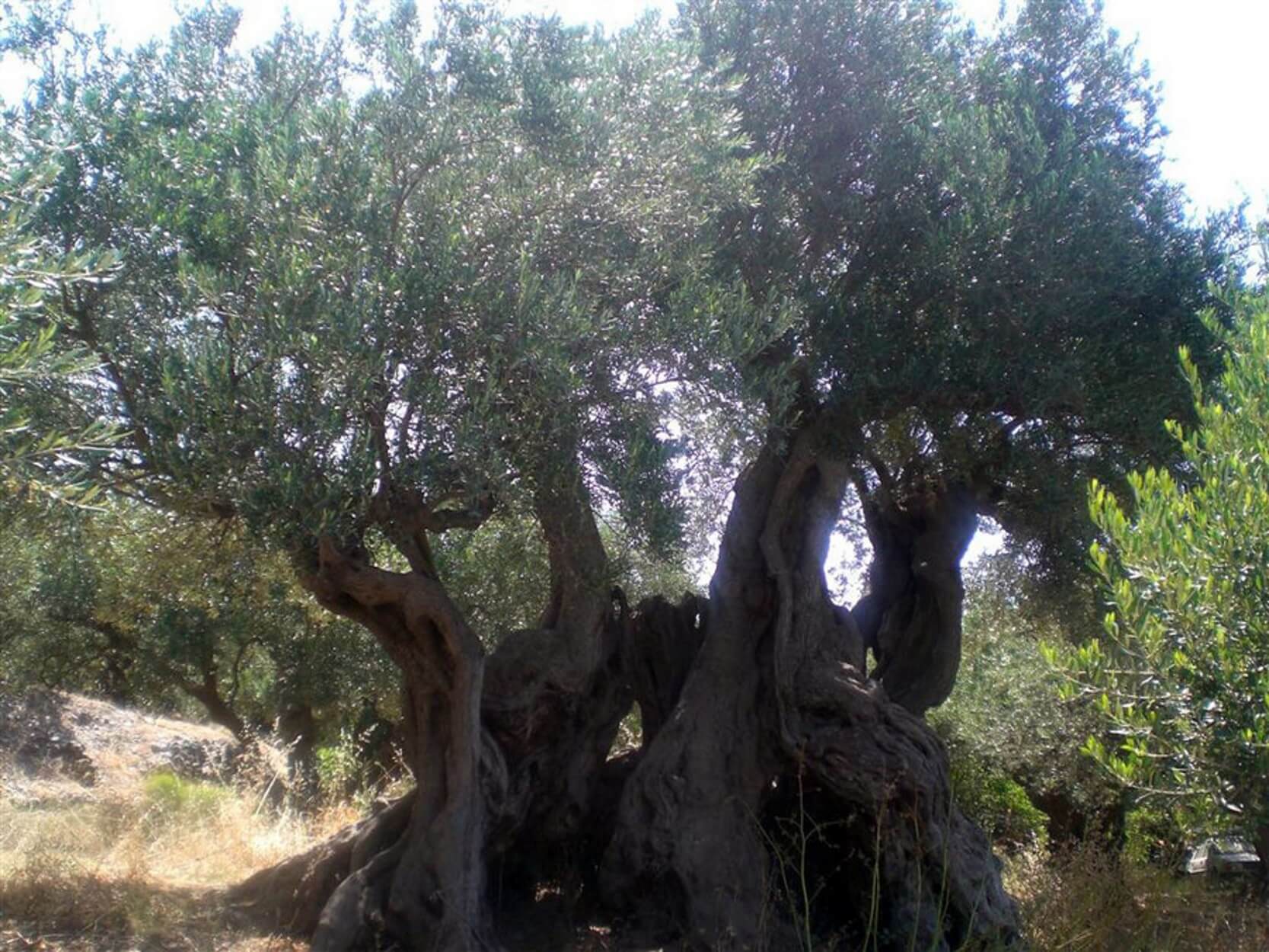 Θερίζει ο δολοφόνος των δέντρων στη νότια Ευρώπη – Σκοτώνει τις ελιές της Μεσογείου!
