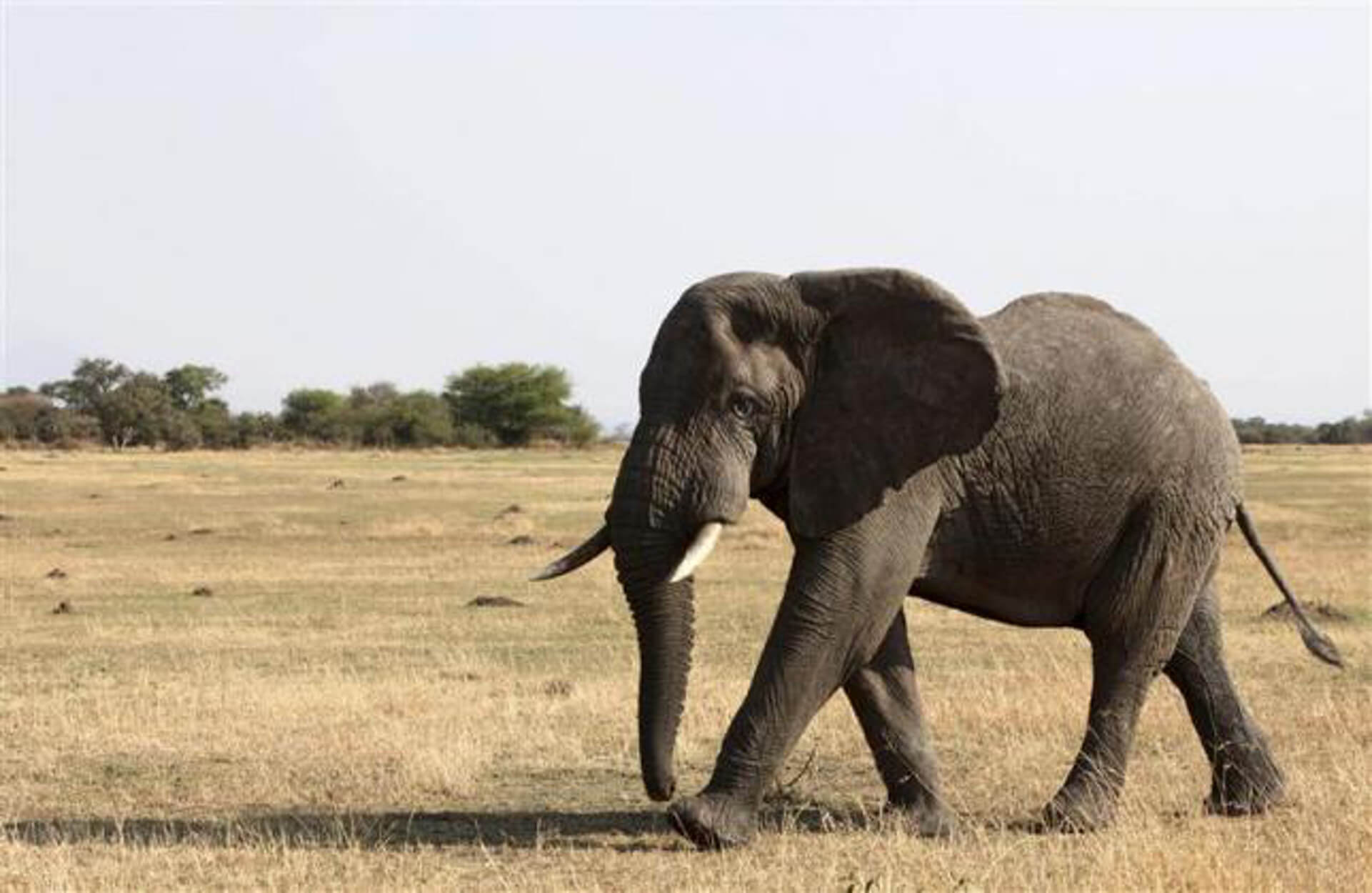 Γι αυτό “ξεκληρίζονται οι ελέφαντες στην Μποτσουάνα – Εξηγήθηκε το μυστηριώδες φαινόμενο