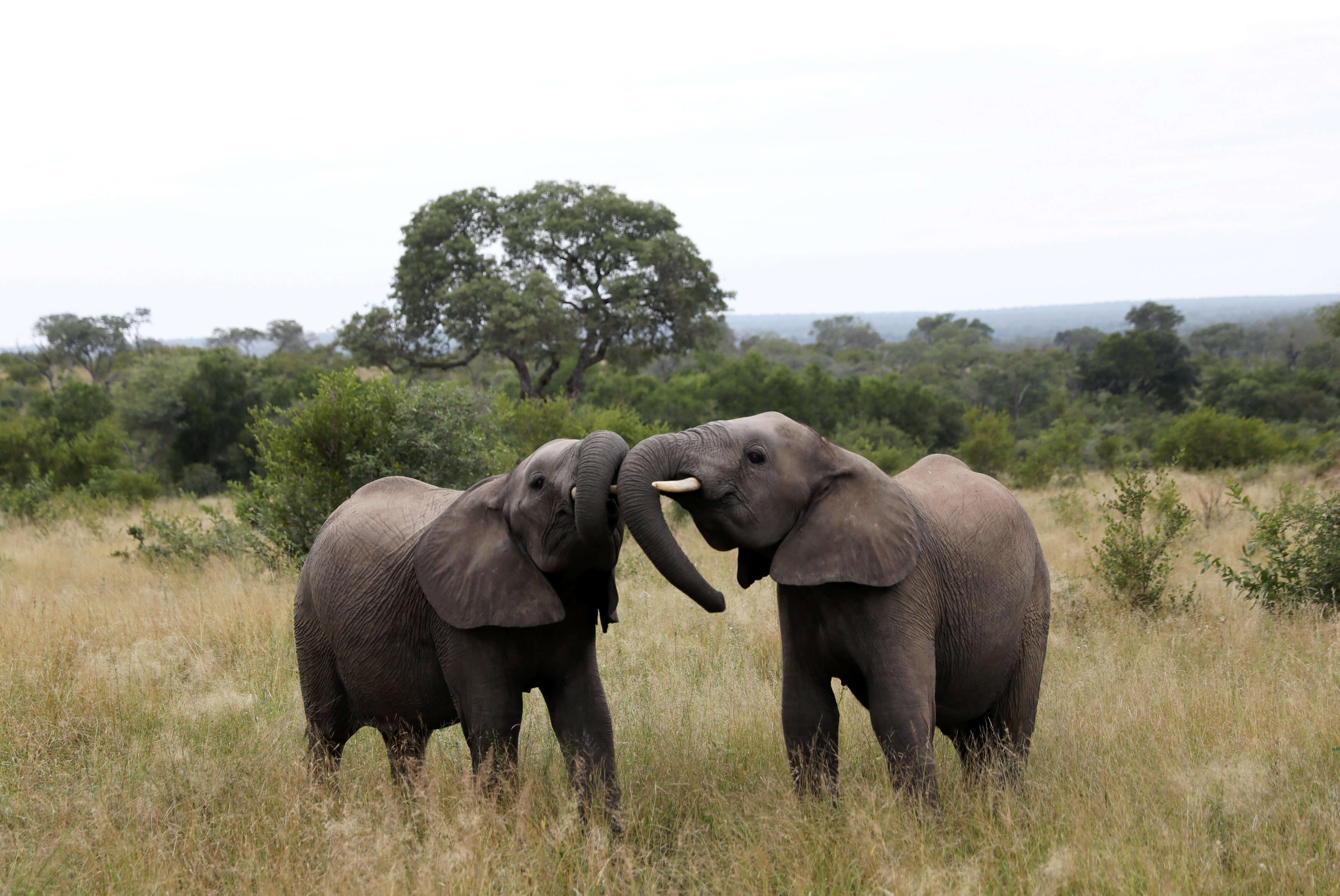 “Τίγκαρε” από ελέφαντες και πουλάει και στο εξωτερικό