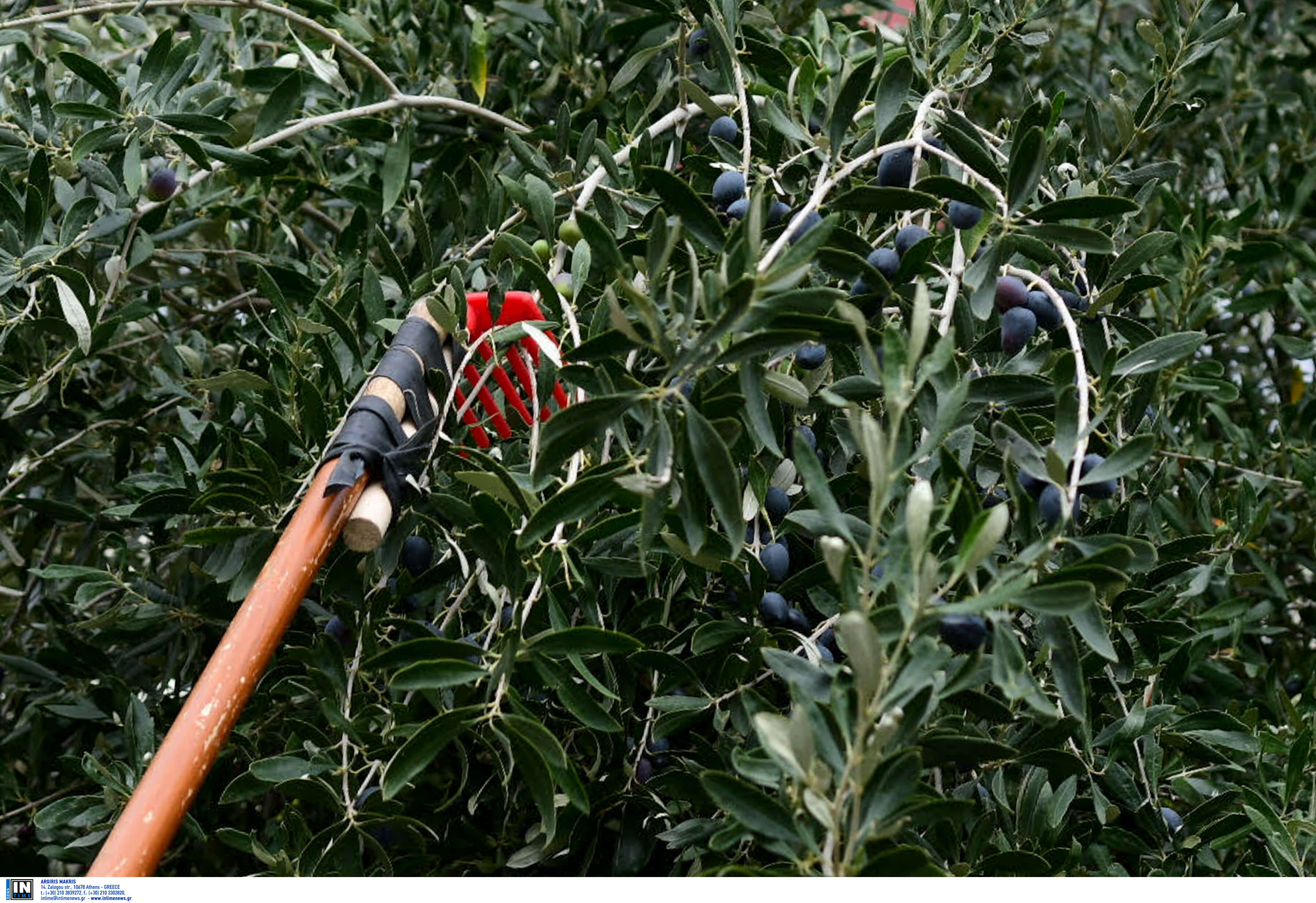 Ισπανία: Πάνω από 200.000 μικροί ελαιοπαραγωγοί κινδυνεύουν να χάσουν τα πάντα