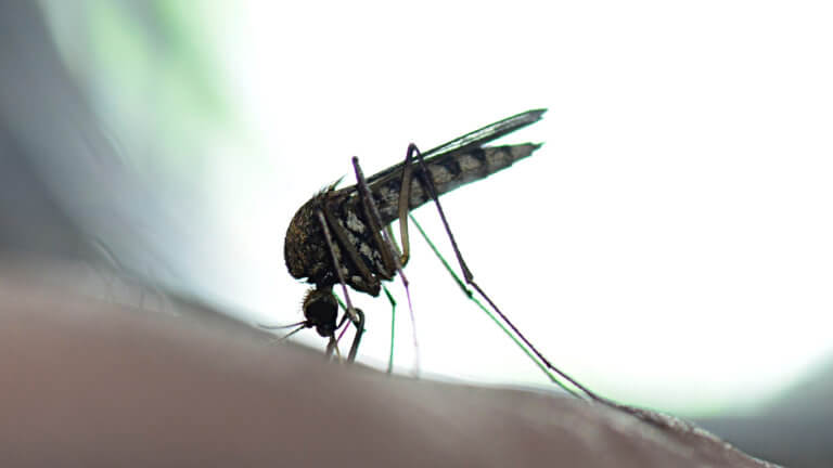 Πρωτοποριακές τεχνικές από την Περιφέρεια Κρήτης για την αποτροπή μολύνσεων από τα κουνούπια
