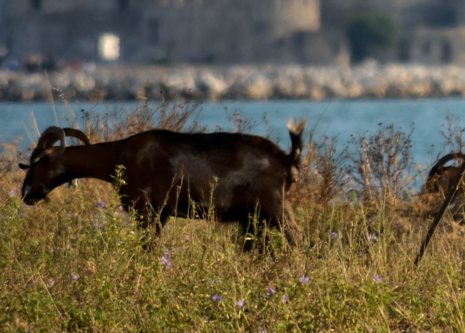 Φθιώτιδα: 8 μήνες φυλακή… για τα κατσίκια του γείτονα