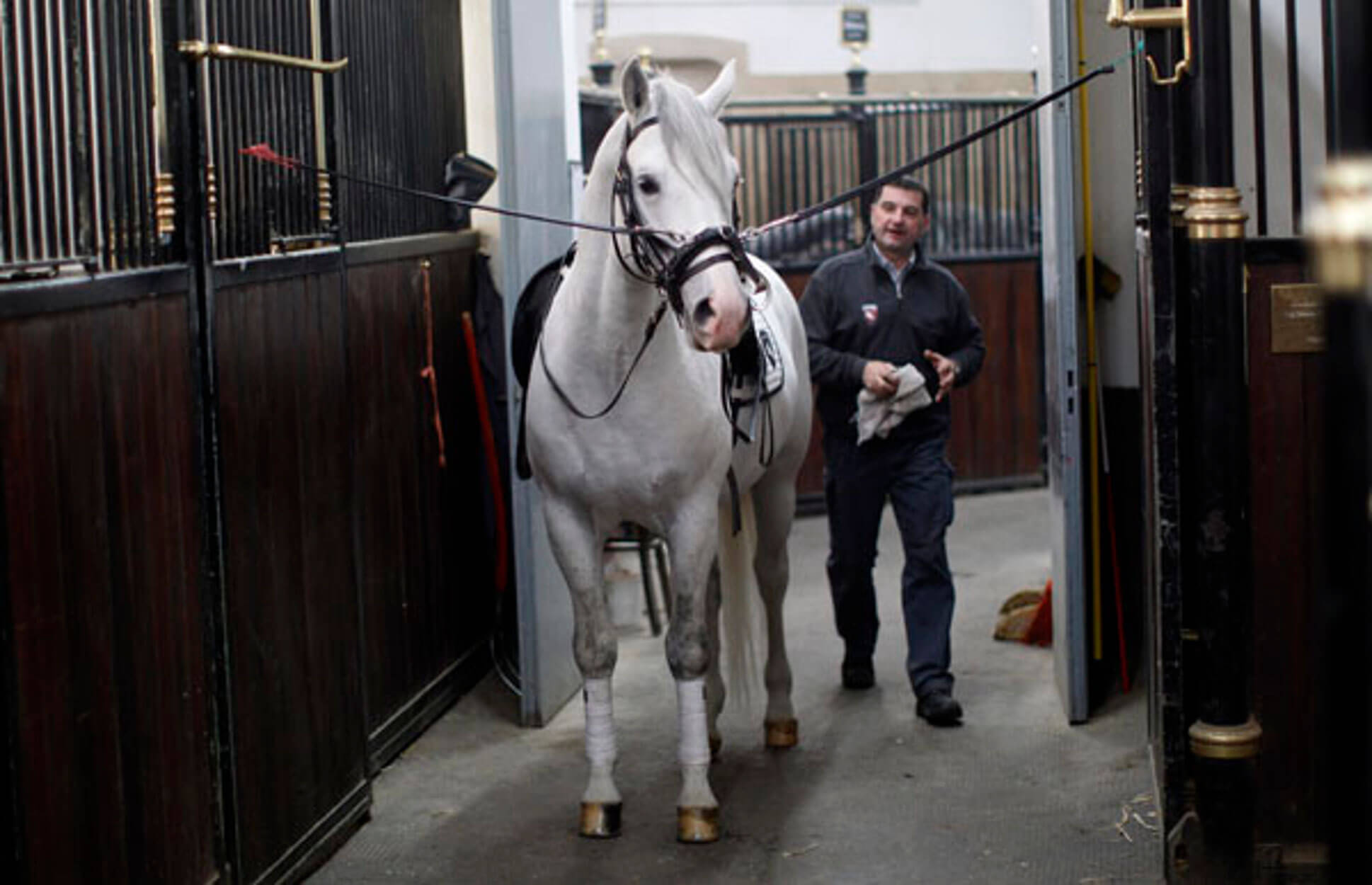 Σλοβενία και Αυστρία ζητούν να μπουν στον κατάλογο της UNESCO τα άλογα Λιπιτσάνερ