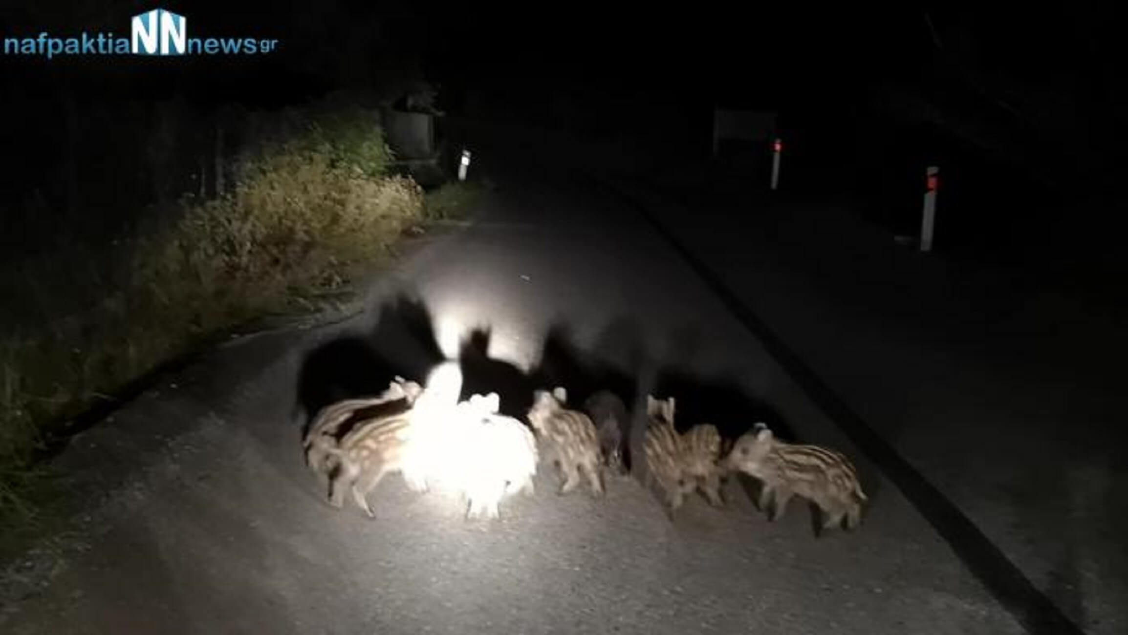 Ναύπακτος: Μωρά αγριογούρουνα κάνουν νυχτερινή βόλτα στο Τρίκορφο! video