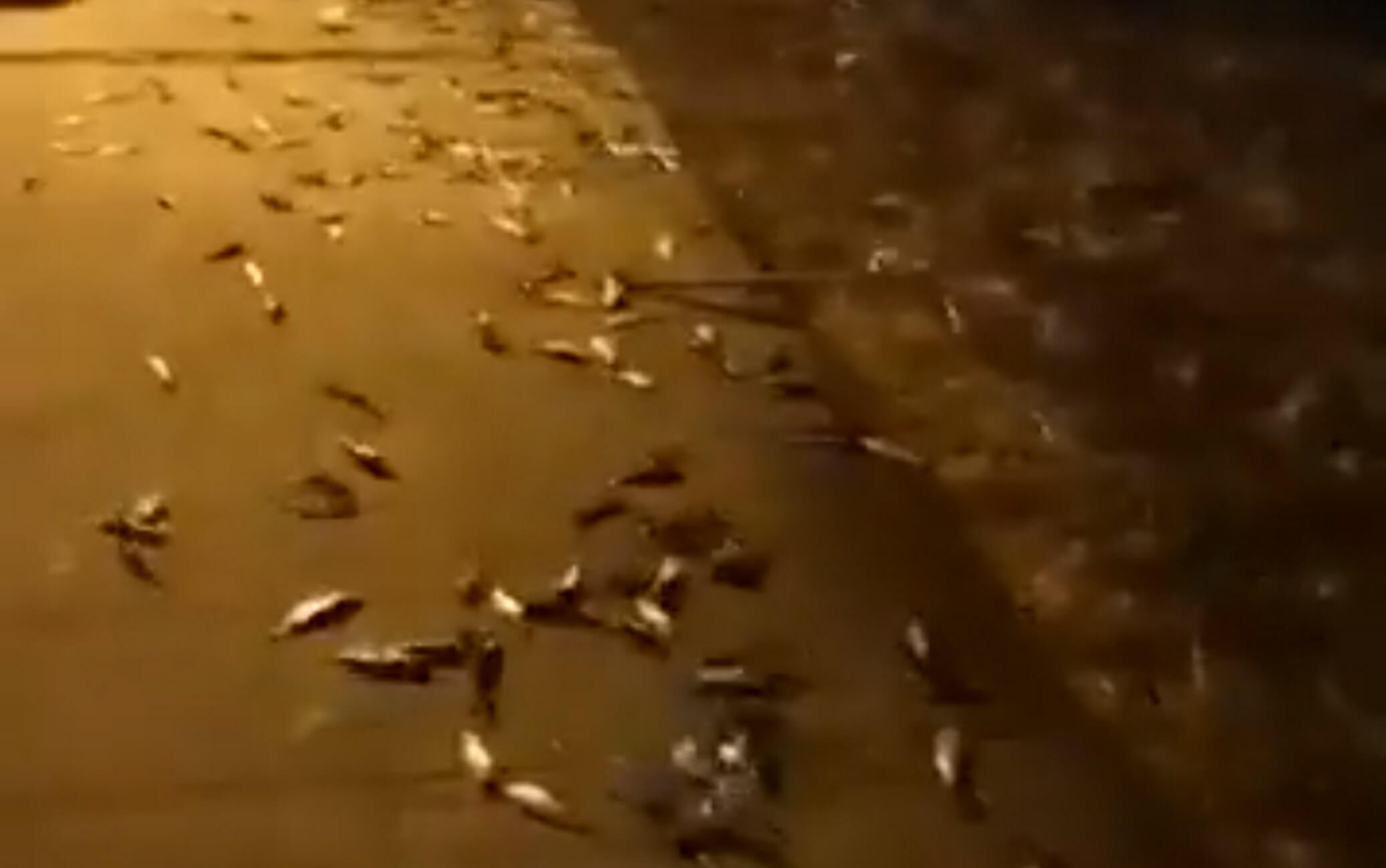 Πρέβεζα: Η στιγμή που εκατοντάδες ψάρια αρχίζουν να πετάγονται από τη θάλασσα στη στεριά – video