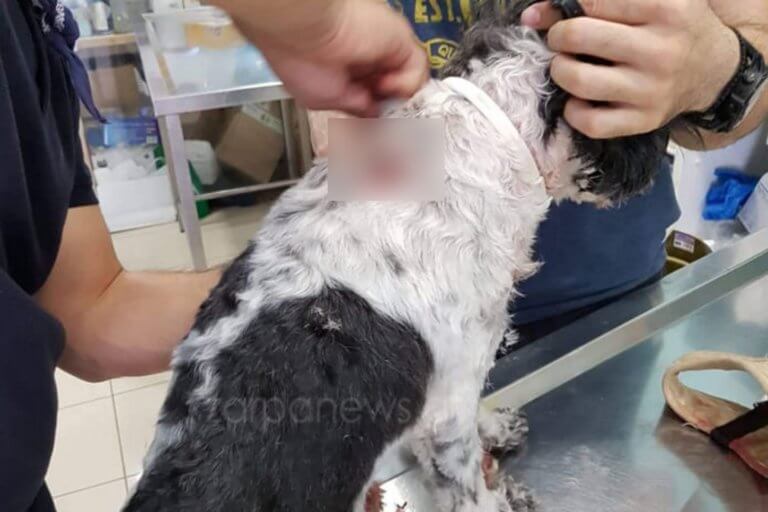 Χανιά: Πανικός από εισβολή πίτμπουλ σε καφετέρια – Δάγκωσε δύο άτομα και το σκυλάκι αυτό που βρέθηκε μπροστά του [pics]
