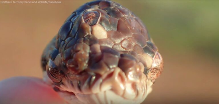Αυτό είναι το φίδι με τρία μάτια [video]