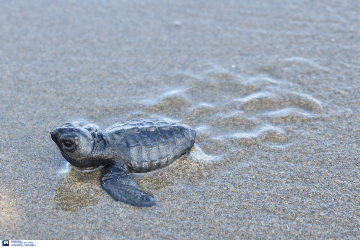 Χανιά: Μέτρα για την προστασία της θαλάσσιας χελώνας «Caretta-Caretta»!