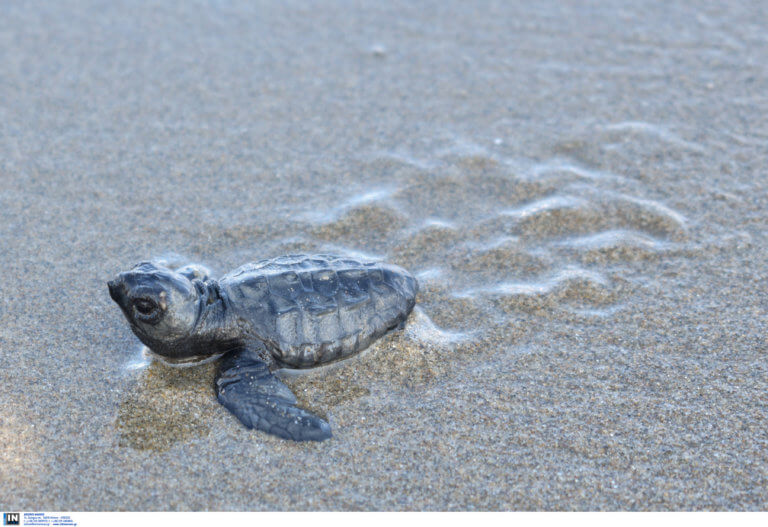 Βίντεο από τη διάσωση θαλάσσιας χελώνας στον Θερμαϊκό - Τι έδειξαν οι πρώτες εξετάσεις που έγιναν